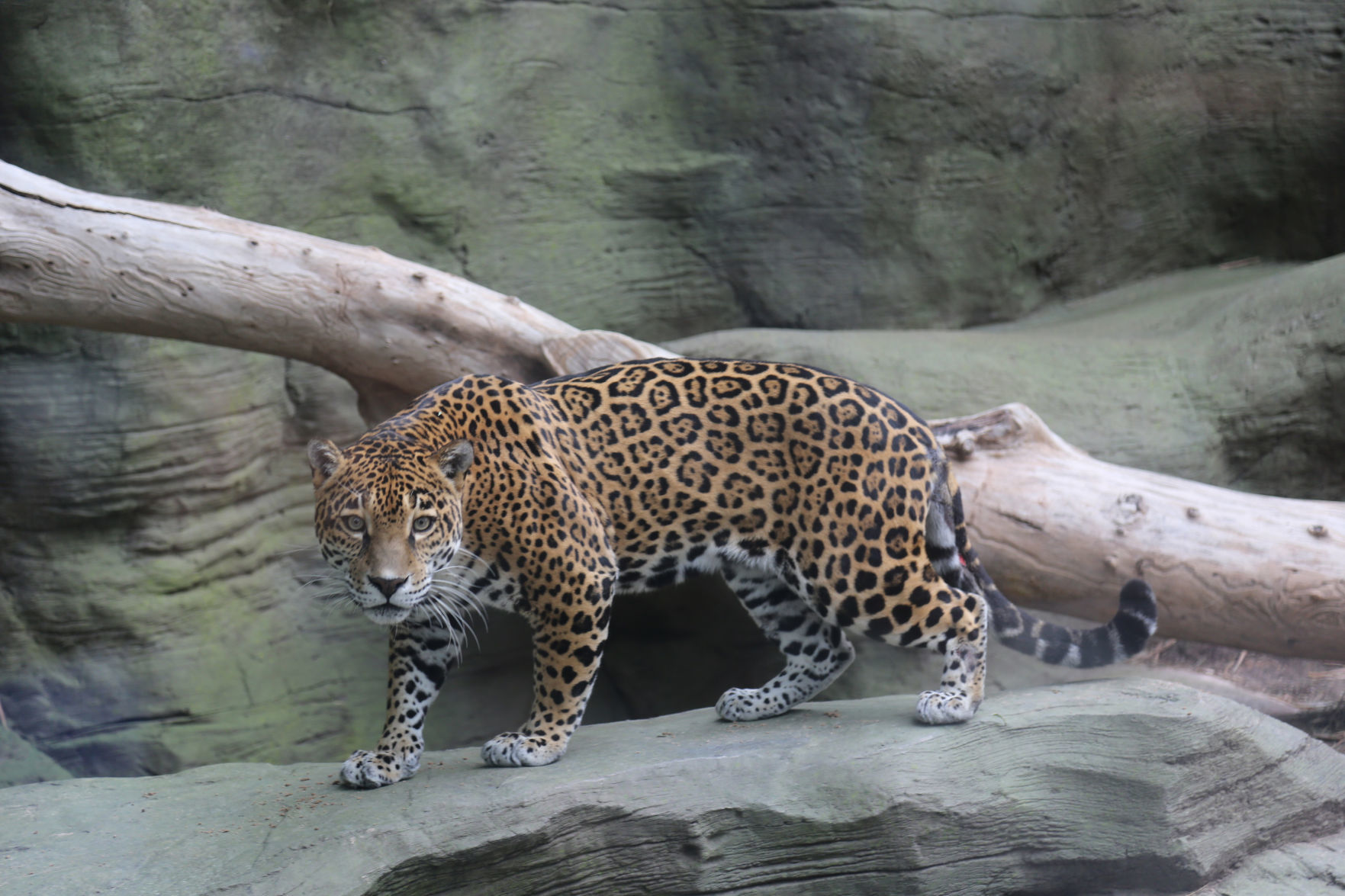Meet Reid Park Zoo's new jaguar Bella